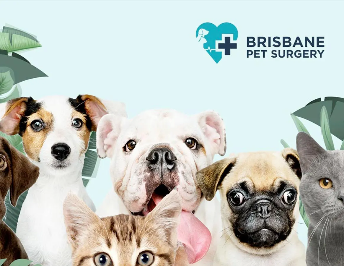 Business & digital strategy for Brisbane Pet Surgery