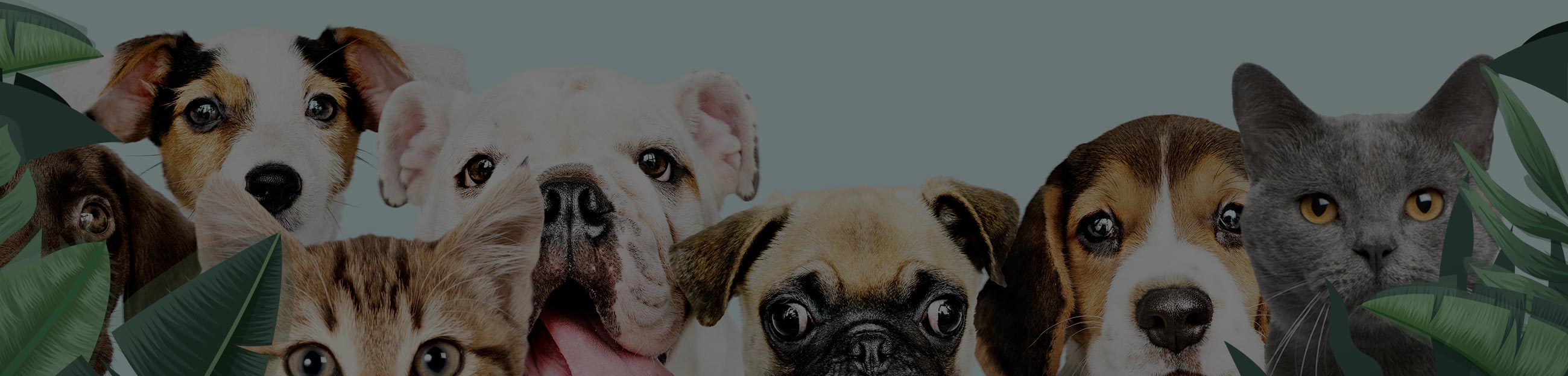 Branding, website design and creative marketing for Brisbane Pet Surgery